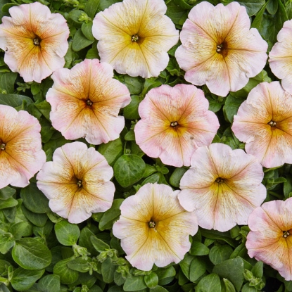 Picture of Petunia Hybrida - Multiflora Ingrid F1
